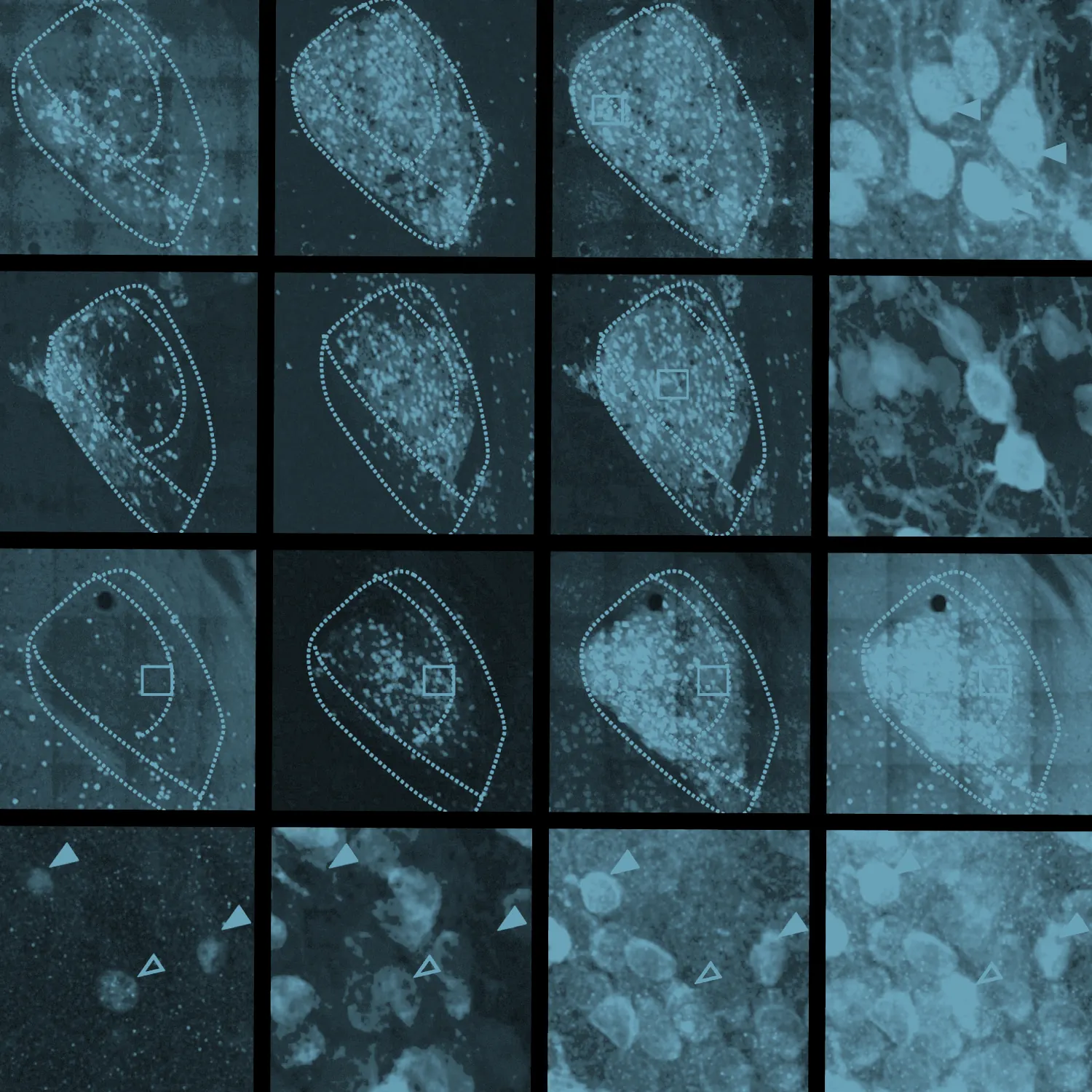 A grid of medical scan images