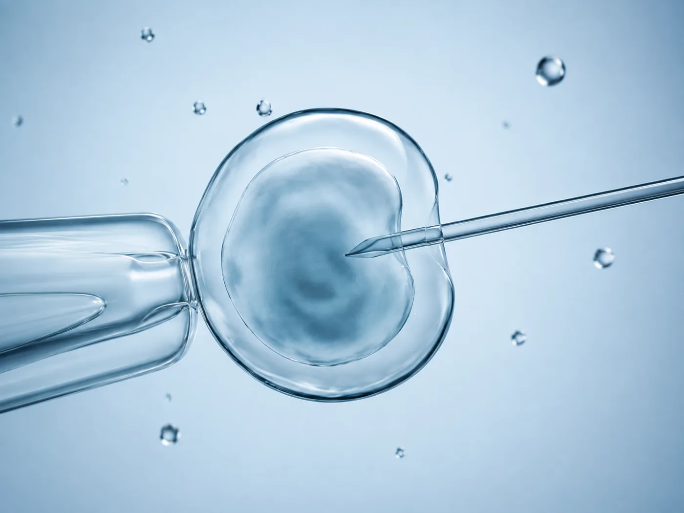 A single egg held by a glass pipette while a fine needle is inserted, seen under a microscope